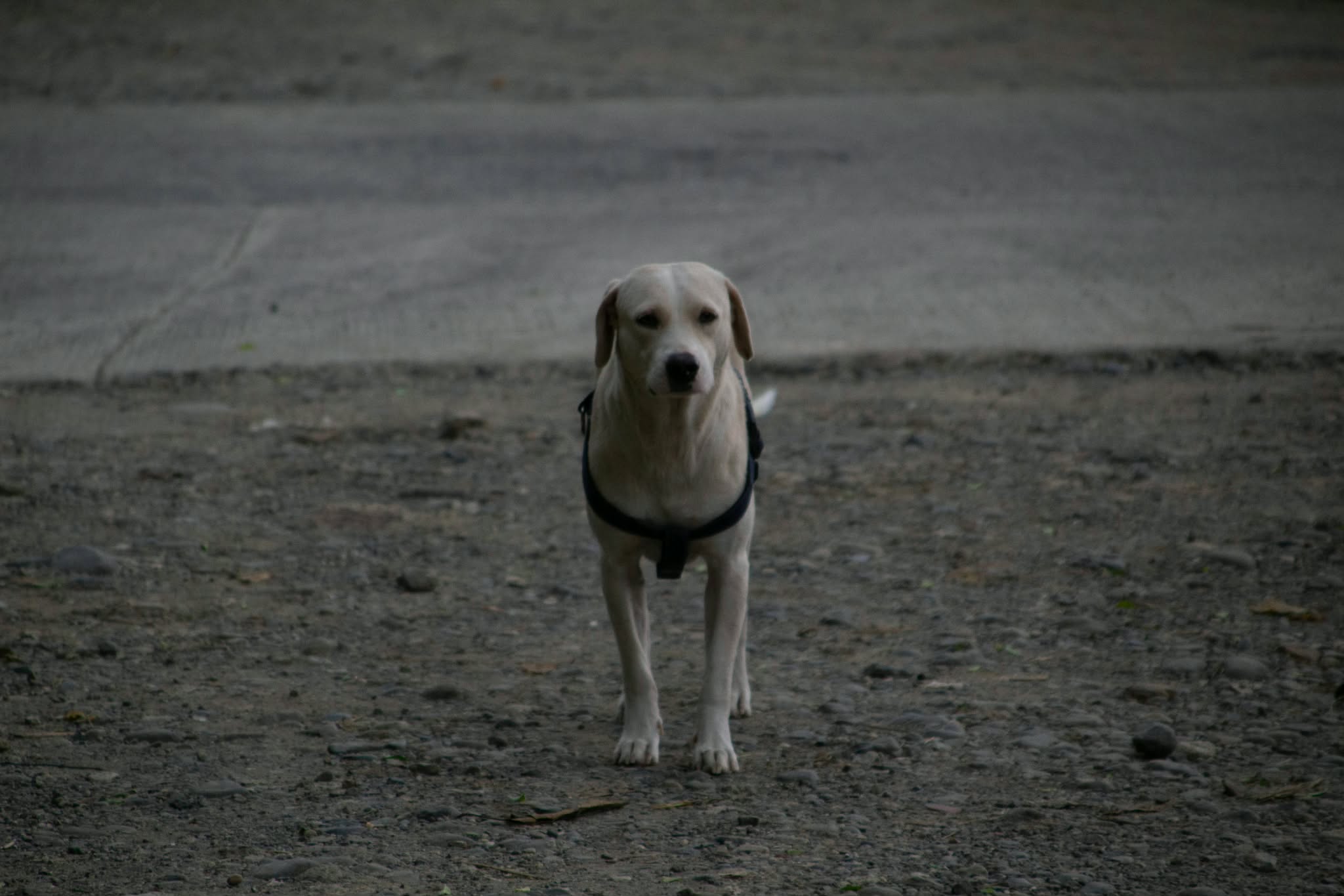 Most Cebu towns lack local vets