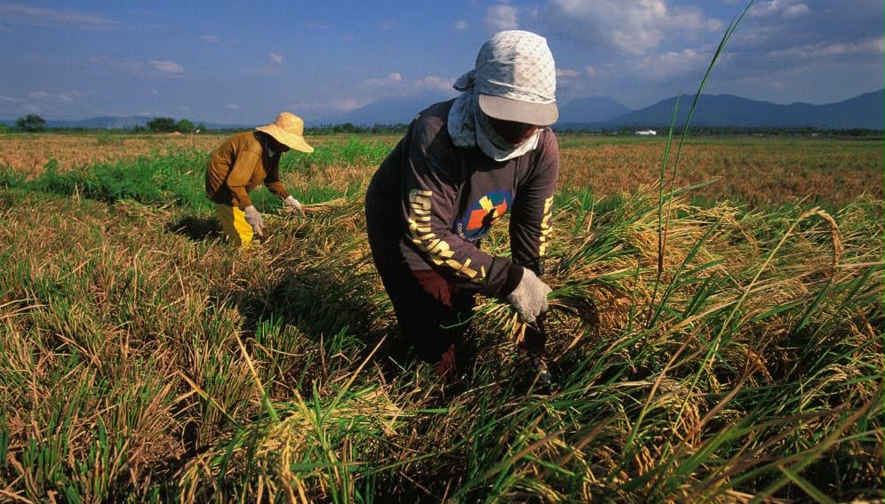 Cebu depends on outside sources for 70% of rice and corn demand