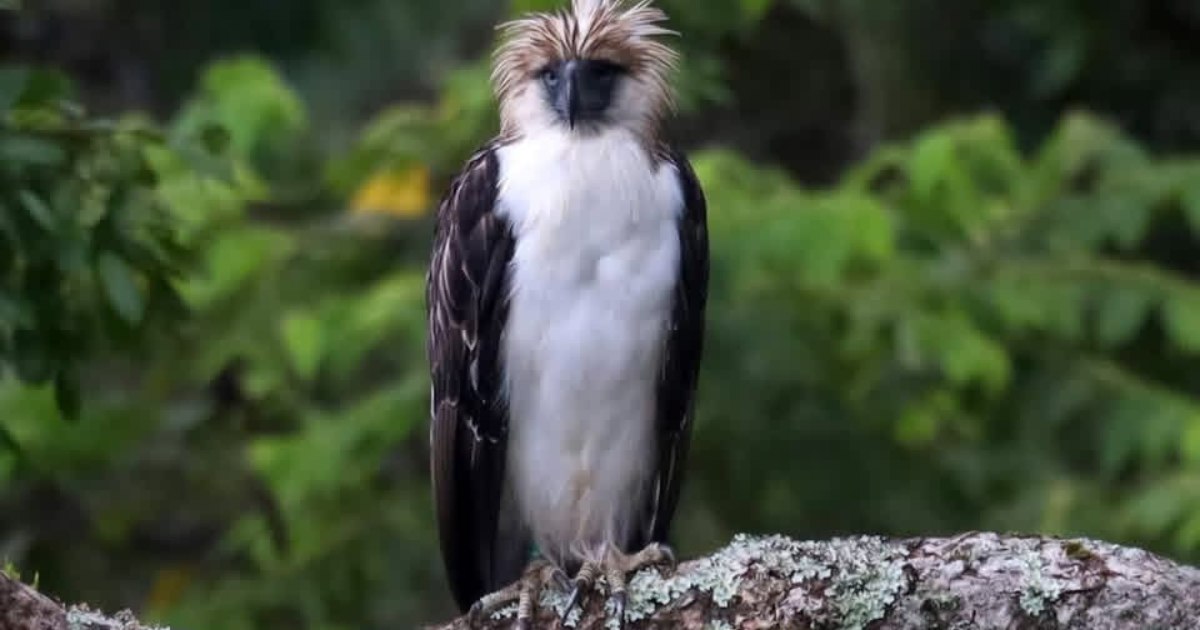 Philippine Eagle Spotted Again in Panigan Tamugan Subwatershed During Habitat Assessment