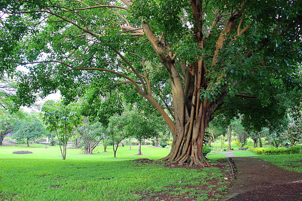 Cebu City eyes narra trees as natural flood-control solution 