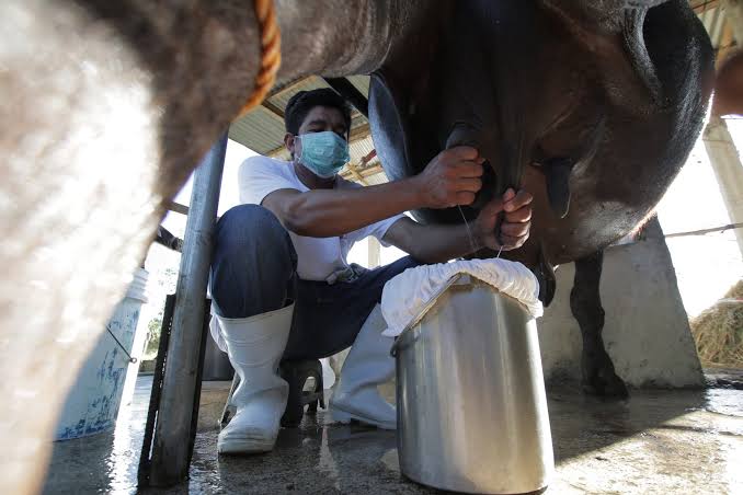 Capitol pushes carabao-based milk program 
