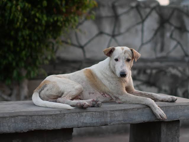 Cebu City faces anti-rabies vaccine shortage amid rising stray animal concerns 