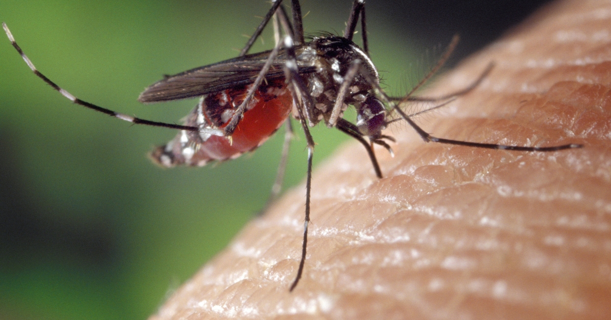 Dengue Alert: Why Prevention and Early Action Matter More Than Ever