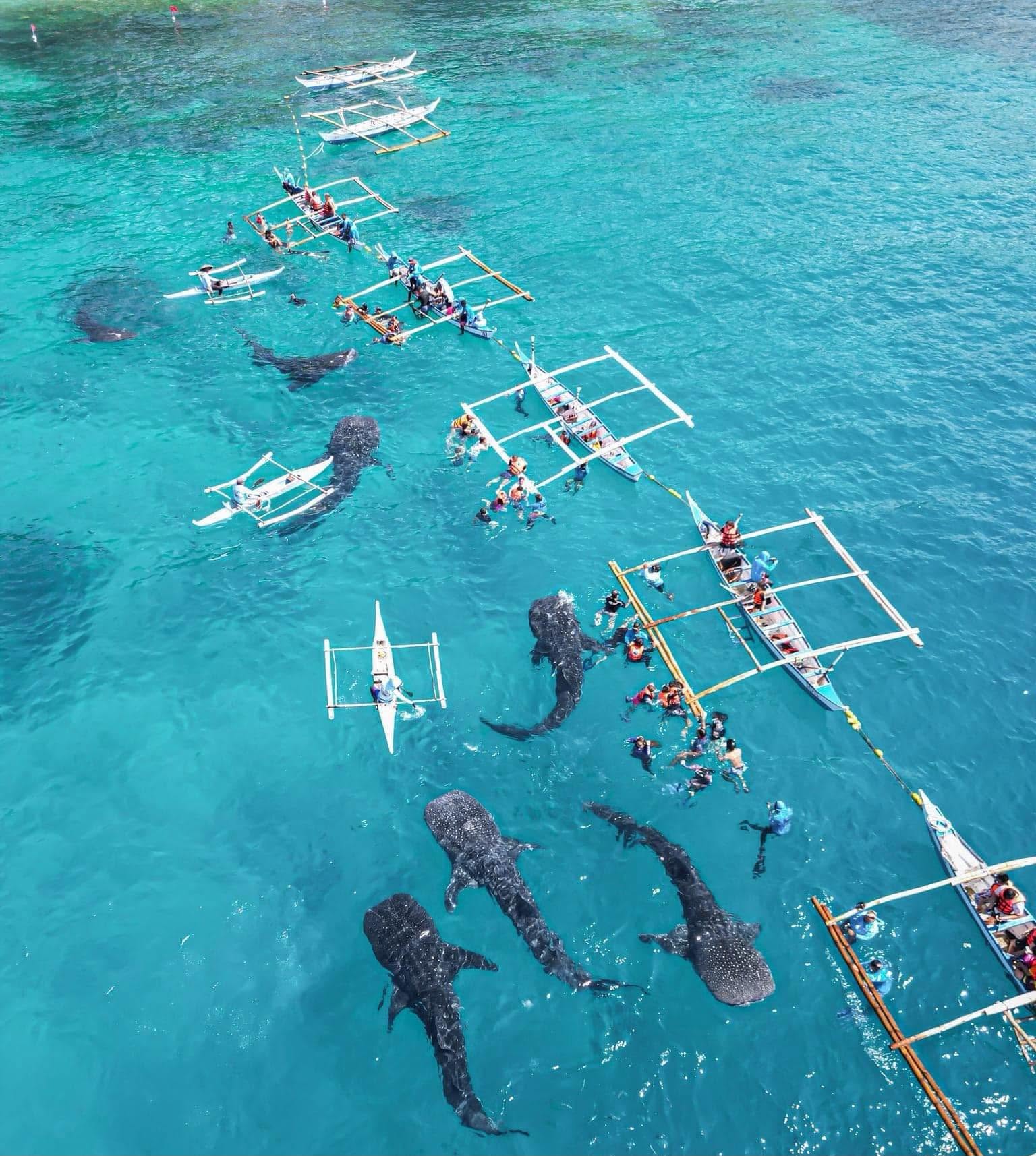 WALAY BUTANDING NAGPAKITA? Tourists Left Waiting in Oslob After No Whale Shark Sightings Reported