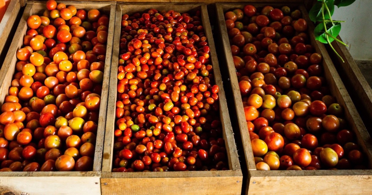 The Versatility of Tomatoes in Cebuano Cooking