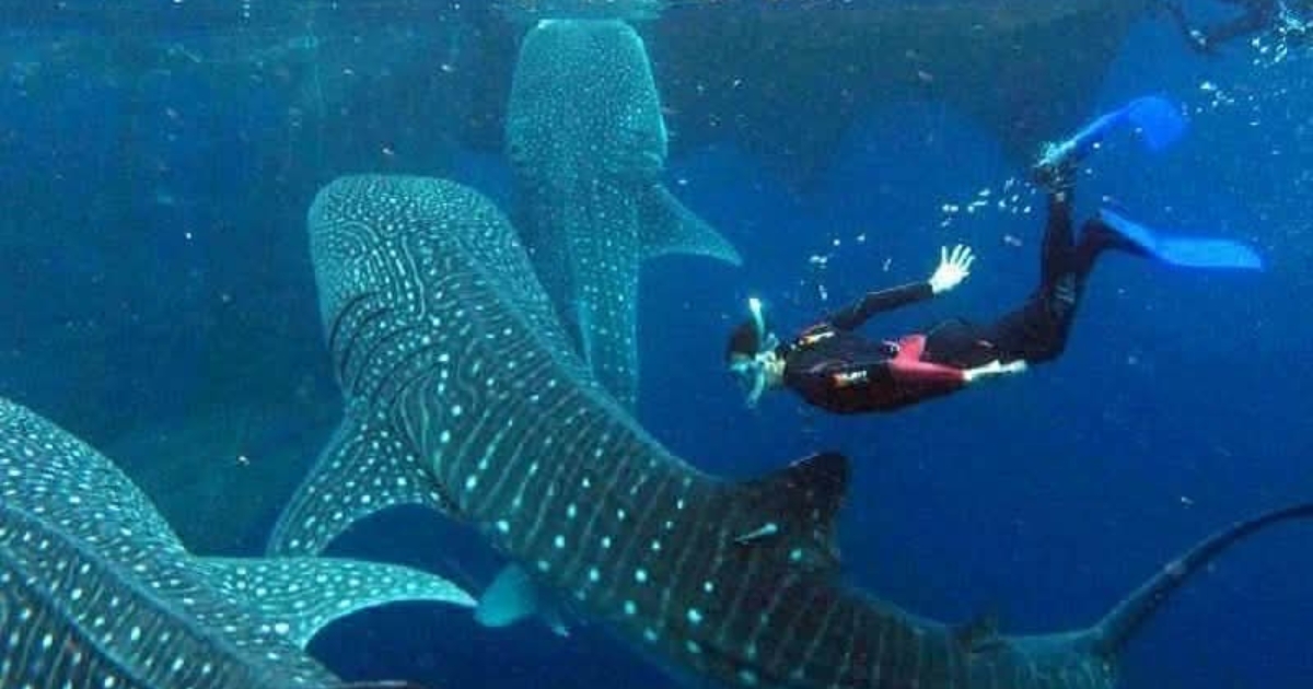 Oslob denies claims whale sharks have disappeared