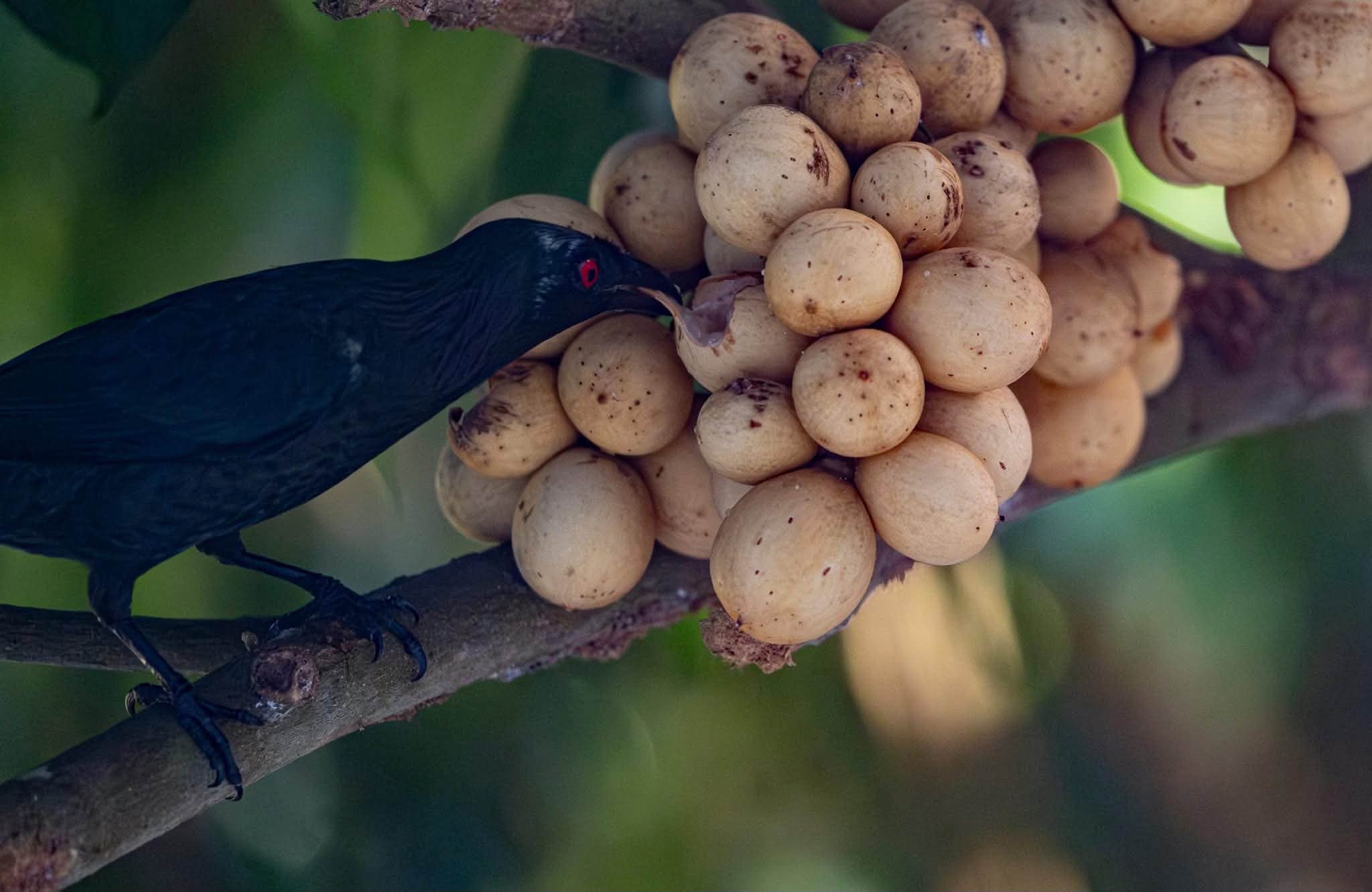 Lanzones: The Golden Tropical Fruit With Remarkable Health Benefits