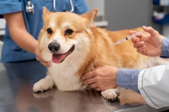 Cebu City faces rabies protection gap amid vaccine shortage