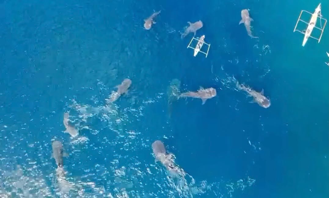 Whale Sharks (Butanding) Spotted in Southern Leyte
