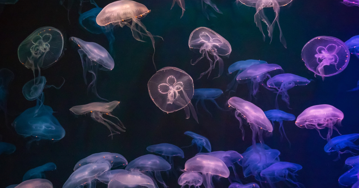 Public Advised to Stay Alert Against Jellyfish Stings This Summer