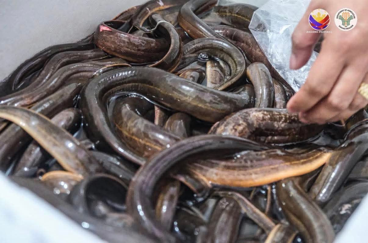 Philippine Eel Reaches China Market Again, Boosting Global Demand for Local Aquaculture