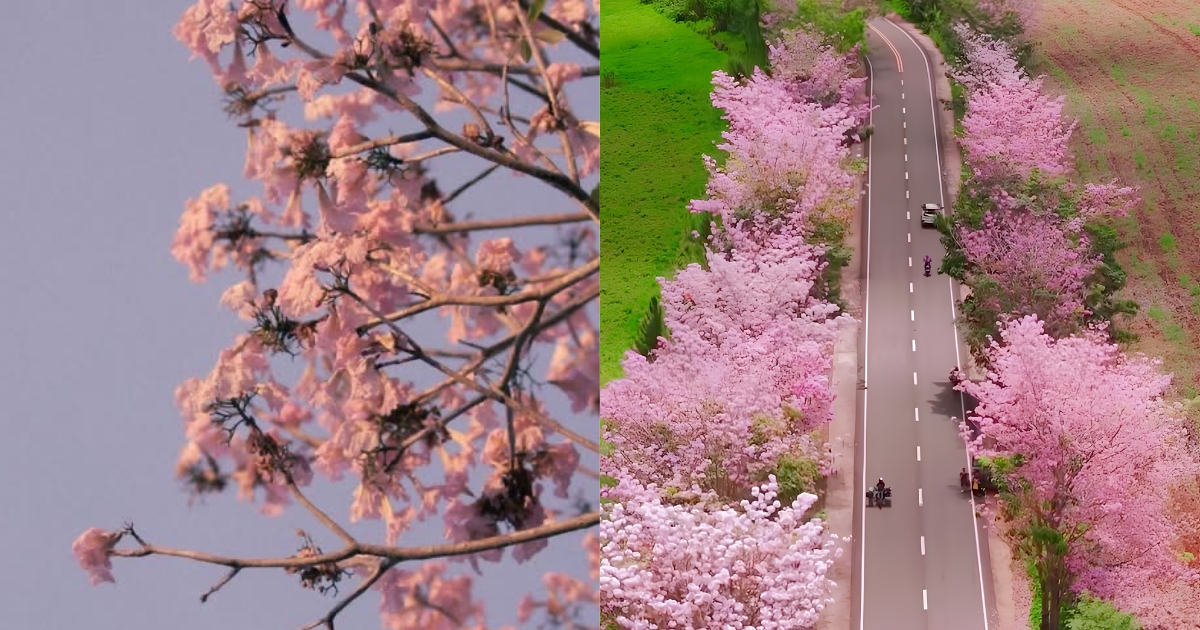 From Bohol to Bukidnon: Roads Turn Into Pink Floral Paradise