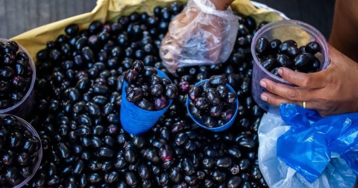 Lomboy: The Sweet and Tangy Native Fruit Filipinos Love During Summer