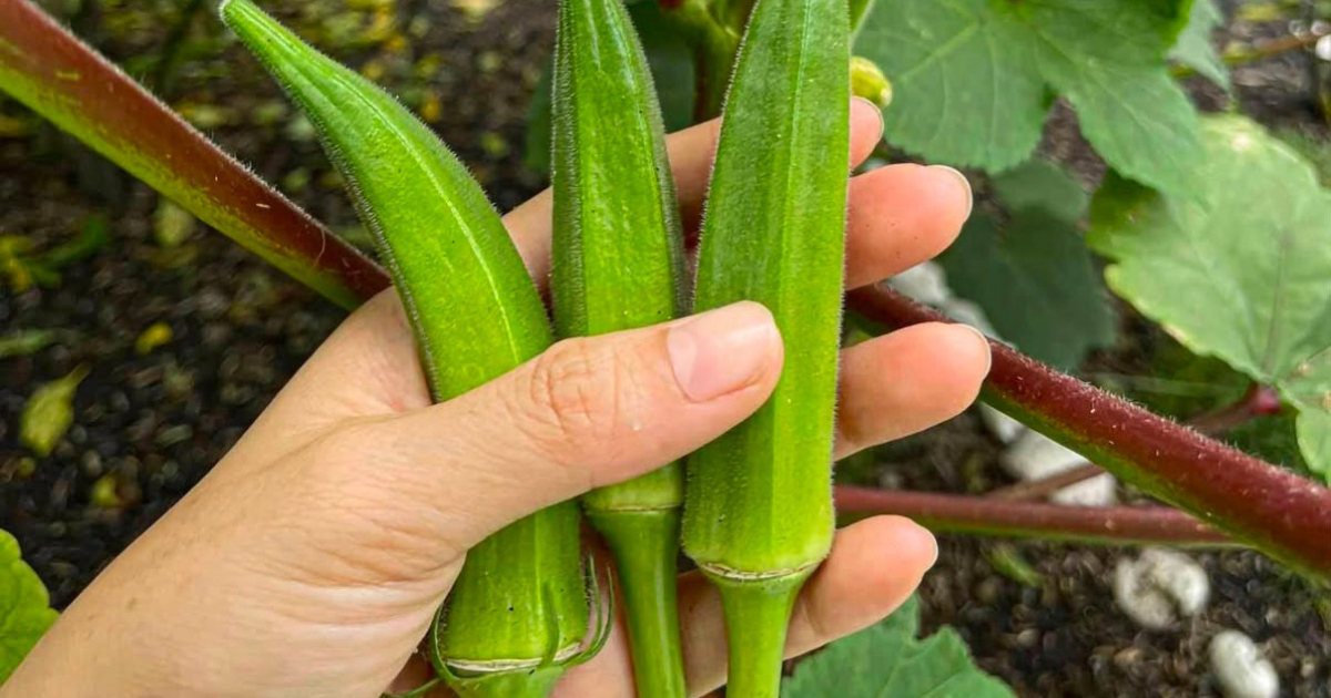 Do You Eat Okra? Here’s What You Need to Know!