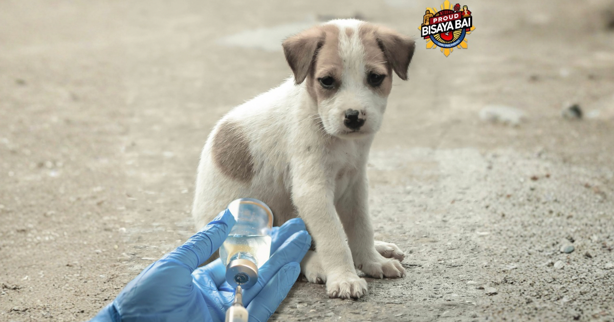 Cebu Province boosts anti-rabies fund to P12M to boost vaxx drive