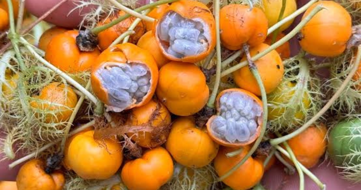 From Common Weed to Wellness Trend? Utot-Utot Sparks Curiosity Online
