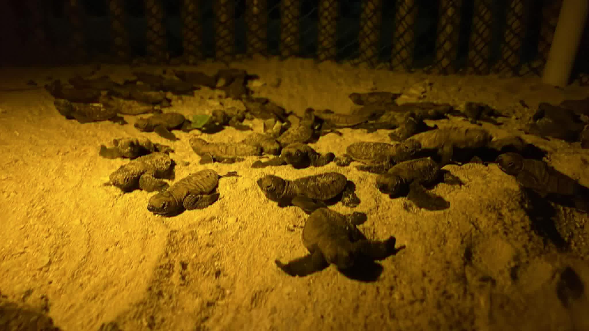 79 green sea turtle hatchlings safely reach sea in Panglao