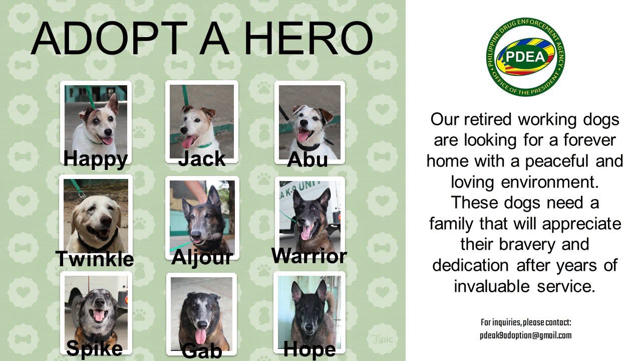 9 fur heroes looking for new homes