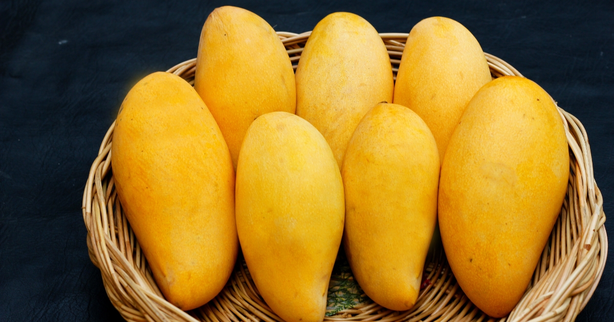 Sweet Success: Guimaras Mangoes Make Historic Entry into European Market
