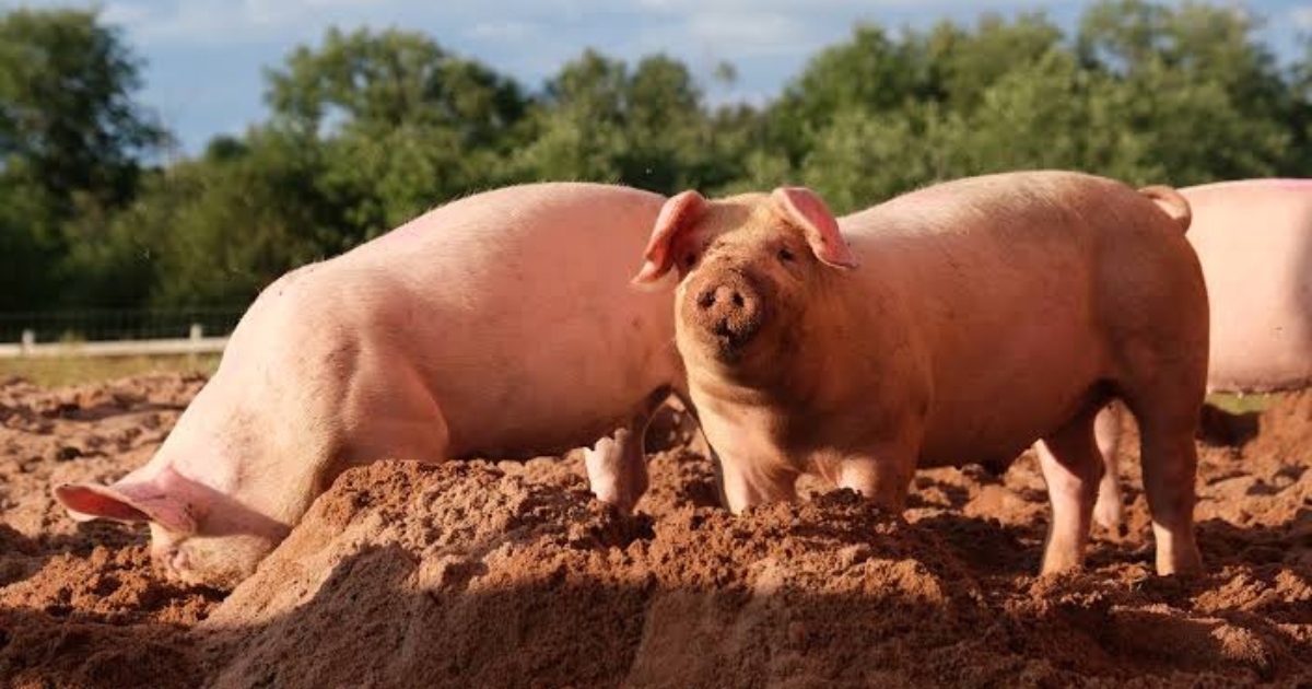 Cebu tightens biosecurity measures as ASF persists in neighboring provinces