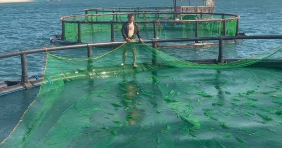 Cebu invests P22M in fish cages to boost local food production