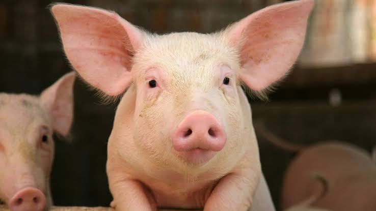Cebu City expands ASF restrictions, bans movement of hogs and pork