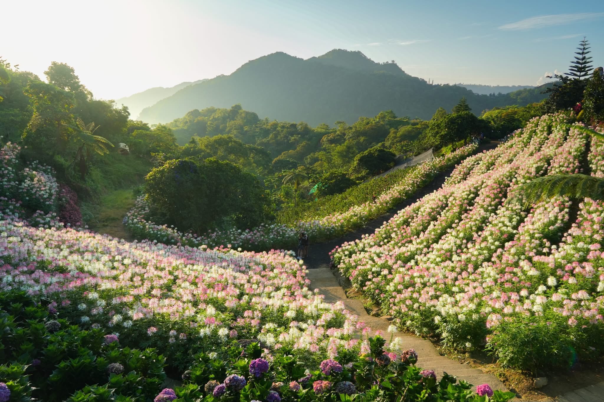 Discover Buwakan ni Alejandra: Cebu’s Picturesque Mountain Flower Garden