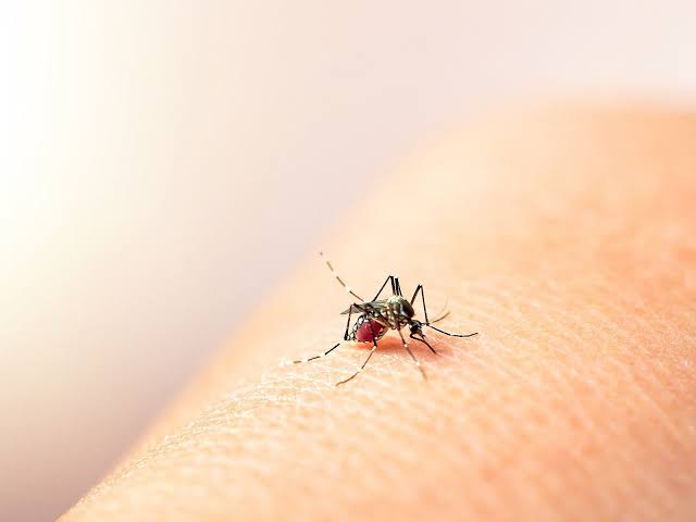 Dengue under control, but five Cebu LGUs flagged for monitoring