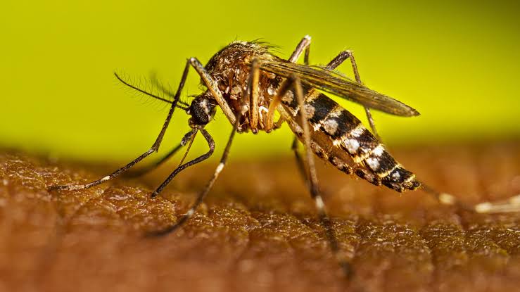 Cebu hospitals open dengue fast lanes as cases rise in province