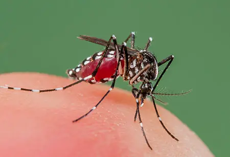 Cebu strengthens dengue response amid rising cases