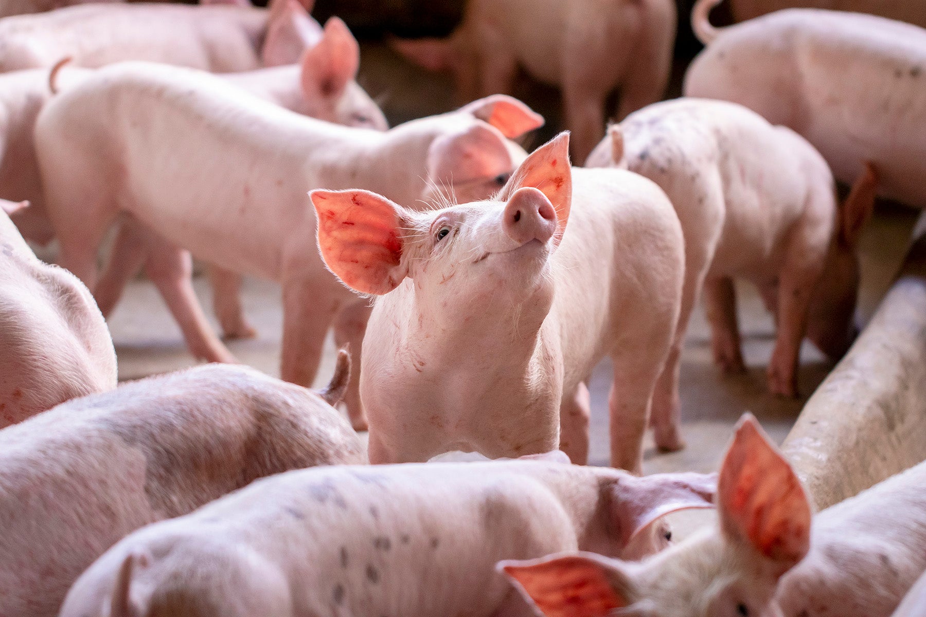 Cebu City requires documents for hog shipments