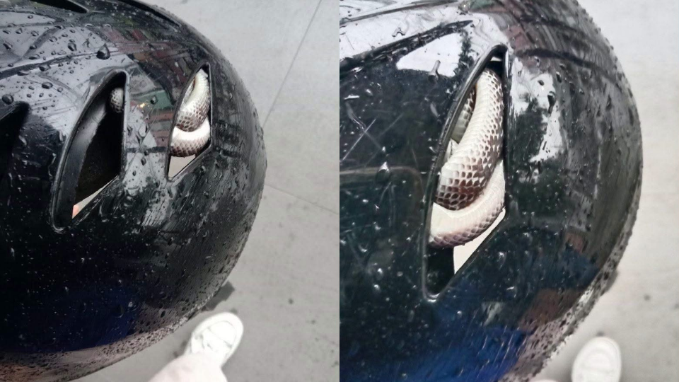 Snake Found Inside Child’s Helmet During Ride in Bohol