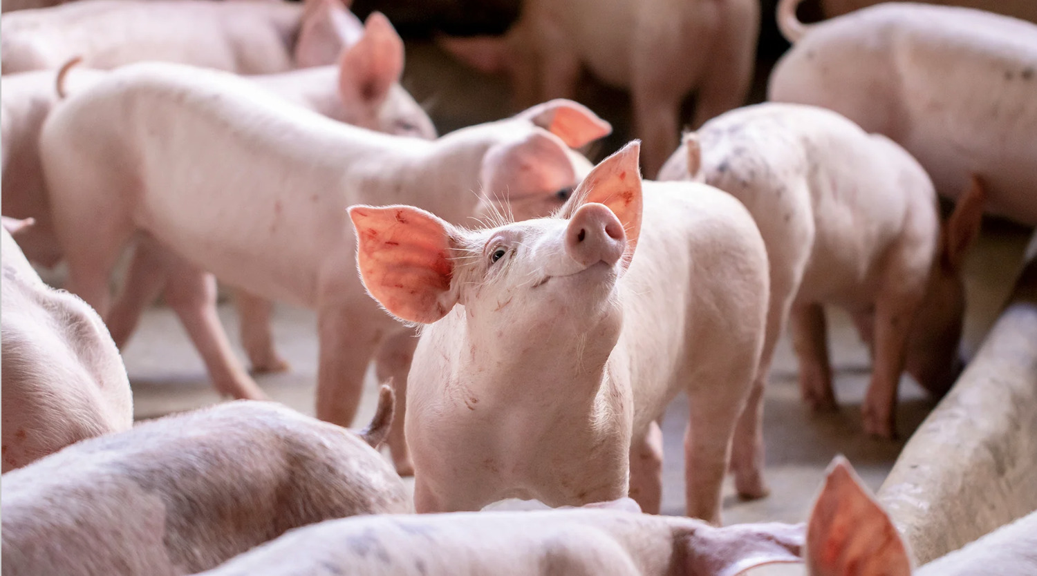 19 pigs culled in Cebu City after ASF cases detected