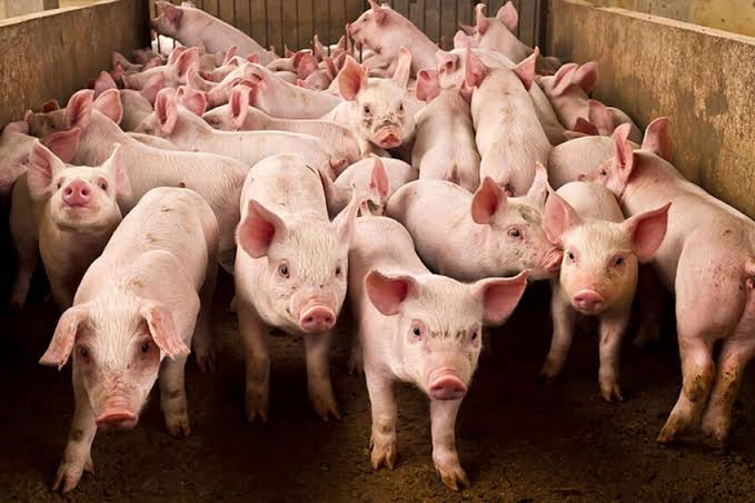 Cebu City warns barangays against hiding hogs amid ASF monitoring push
