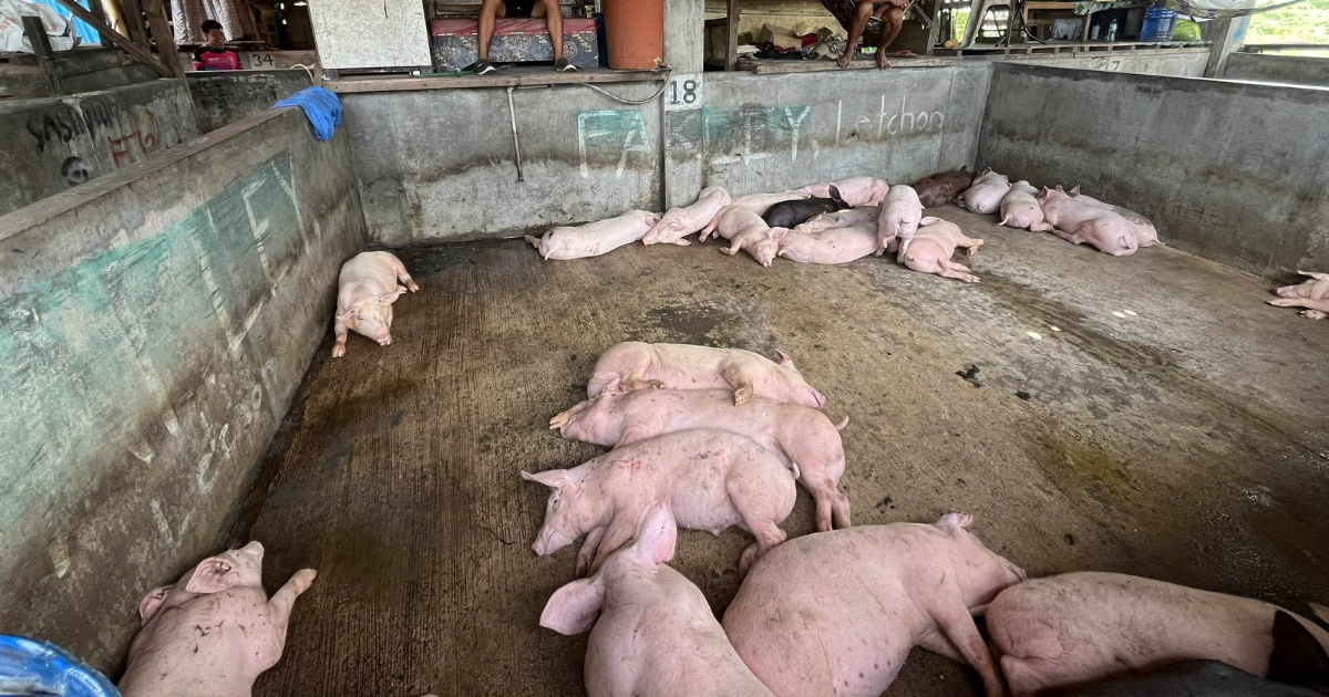 Mandaue eyes slaughterhouse upgrade after years of decline