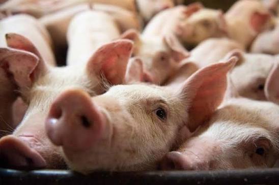 Cebu targets ‘green zone’ status for hog industry amid ASF monitoring