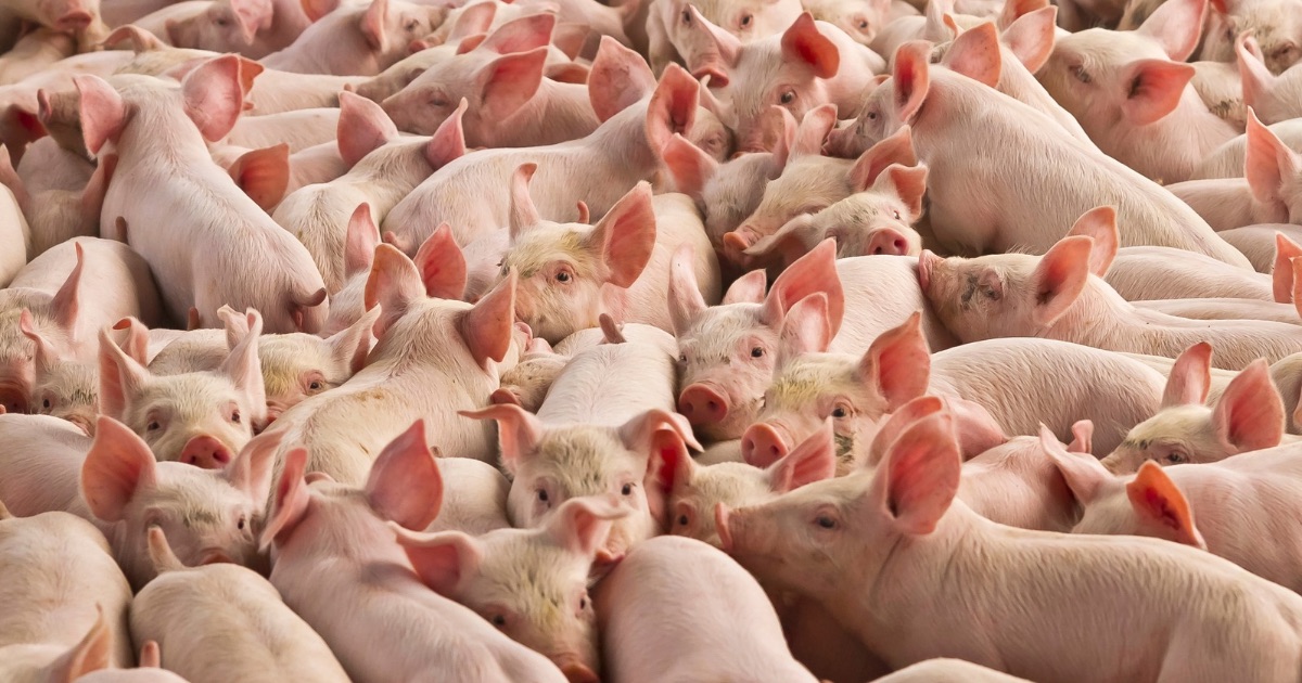 Cebu extends pork ban to 90 days amid ASF threat