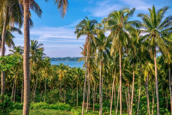 Millions of coconut seedlings targeted in nationwide planting drive