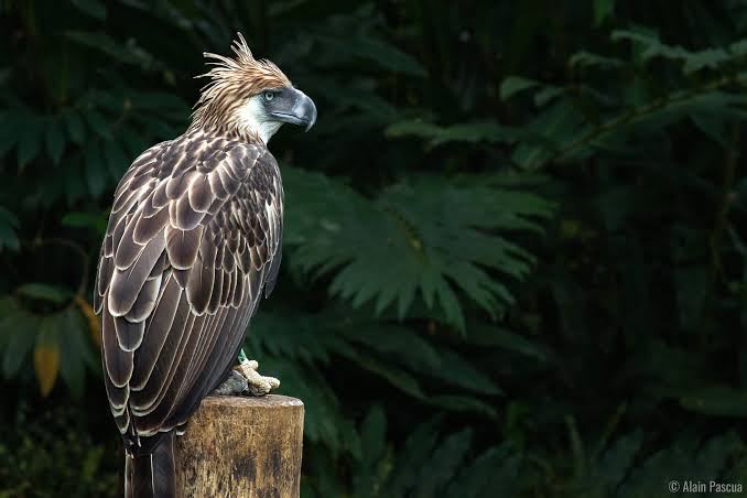 Philippine eagle conservation expands into ancestral domains