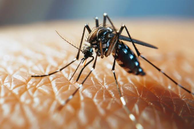 Cebu City forms dengue task force as cases, deaths rise