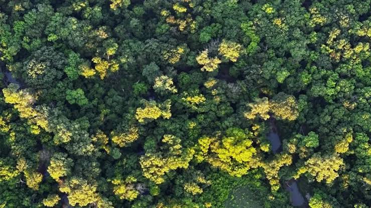 Green Samar project targets restoration of 120,000 hectares of Samar rainforest