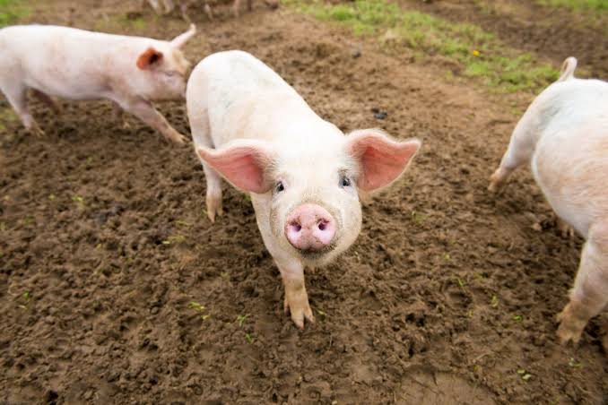 PVO intensifies ASF hunt after Ginatilan pigs test positive