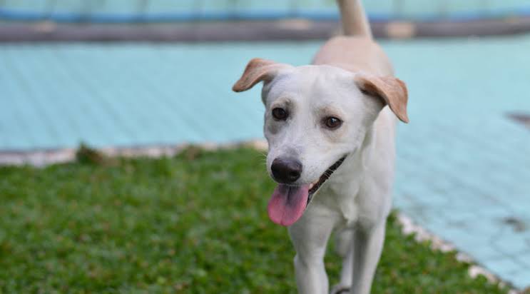 Central Visayas rabies vaccination coverage remains below target at 15.8%