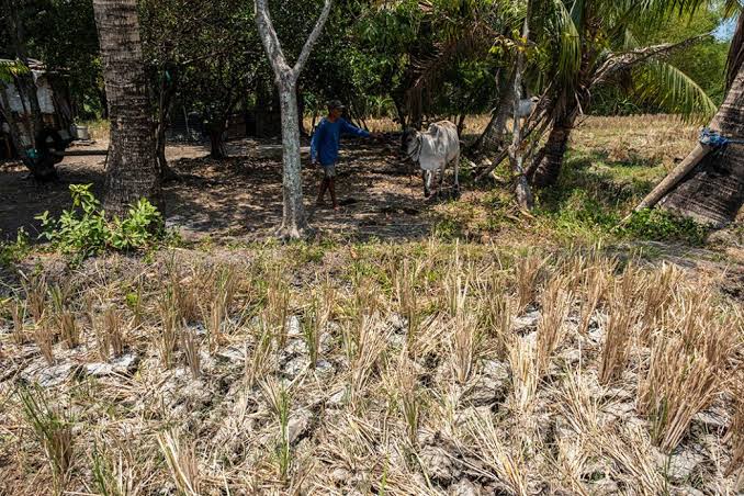 Government urges water conservation as super El Niño looms