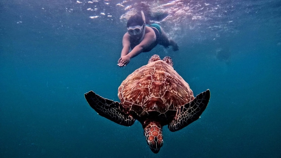 Moalboal tightens freediving rules, sets P1,100 standard rate