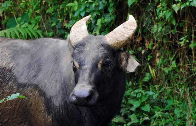 DENR steps up tamaraw conservation as El Niño threatens food, water sources
