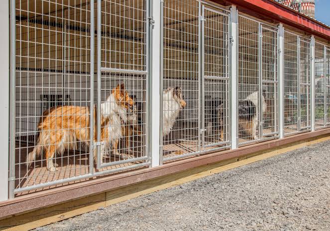 Cebu Province eyes district veterinarians as audit flags dog pound deficiencies
