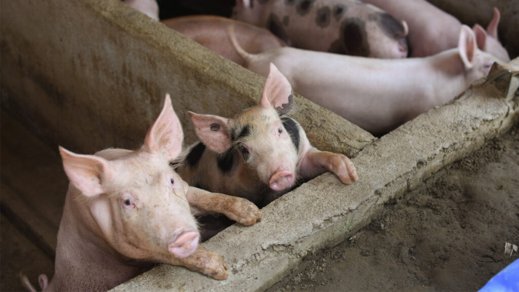 Cebu City tightens hog movement controls after 10 pigs die of ASF in Sapangdaku