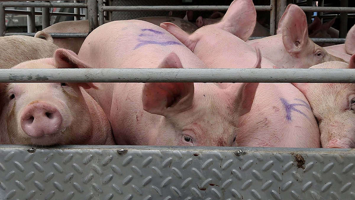 No new ASF cases in Ginatilan after expanded hog surveillance
