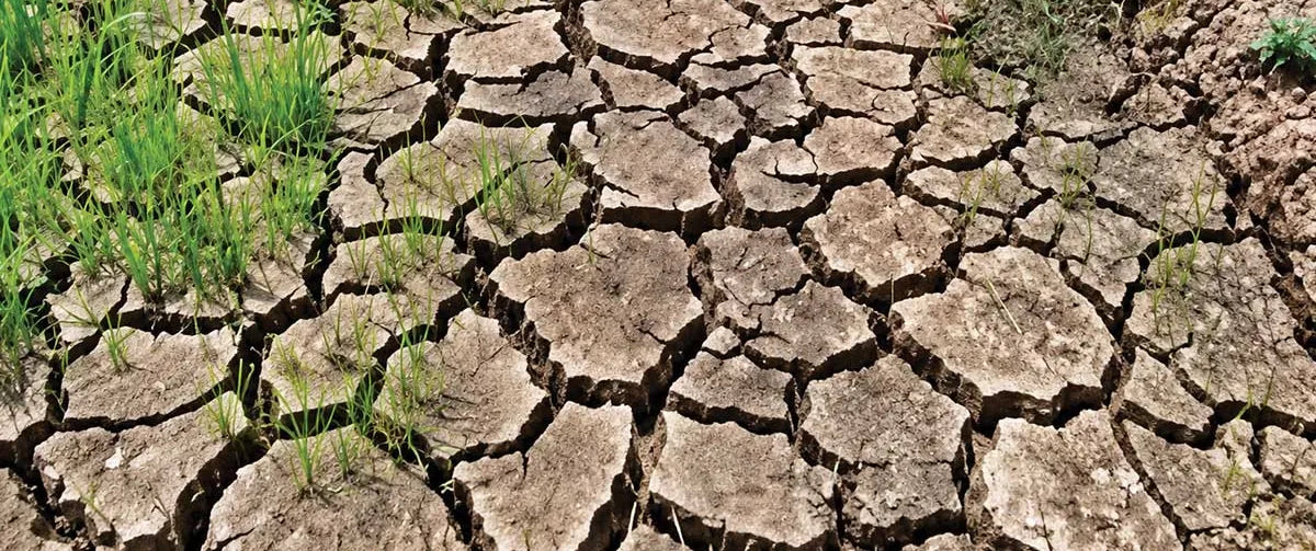 Cebu distributes P21.2M farm aid to boost food security ahead of El Niño